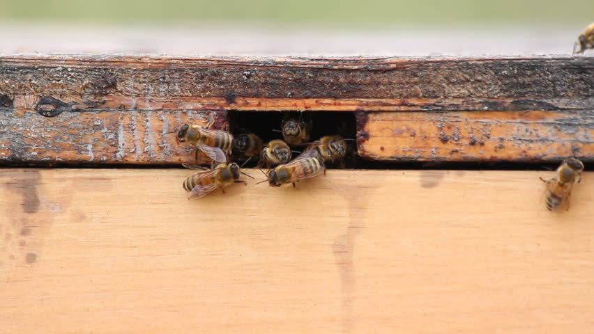 Bees enter a box after pollinating blueberry crops/Bees/Honey bees return to a man made hive box. 