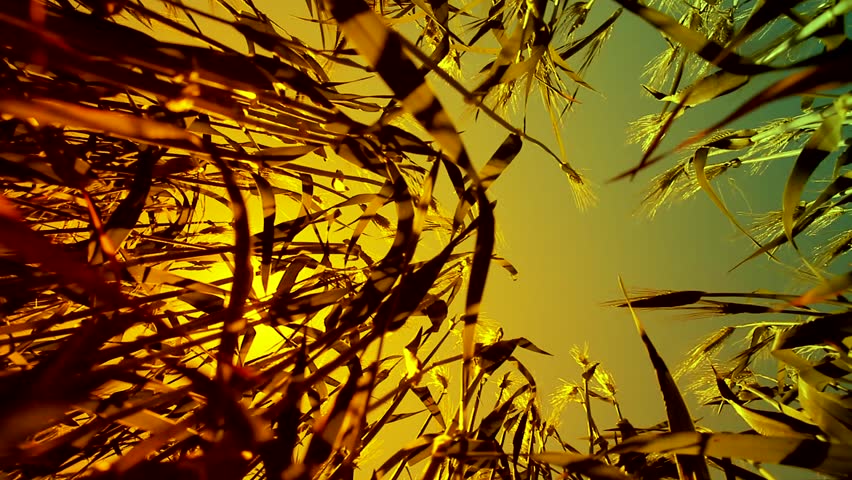 Green Summer Wheat Seen from Ground with Sun and Lens Flare Color Background HD