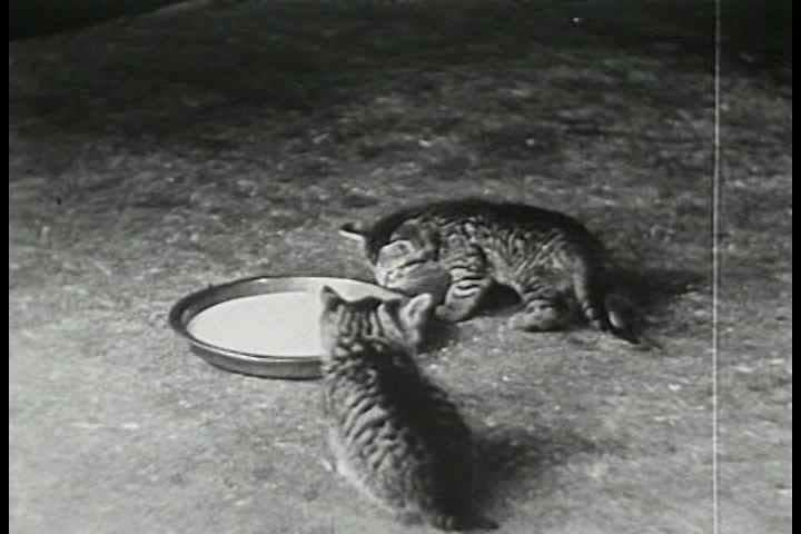 1930s - A day in the life of a cat in 1938.