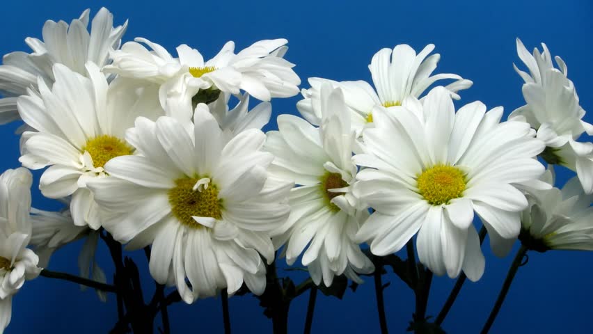 Daisy Time Lapse - Time lapse of daisies placed in food coloring, changing colors, then wilting
