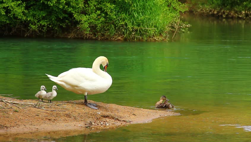 Young swan family on the coast of emerald river.