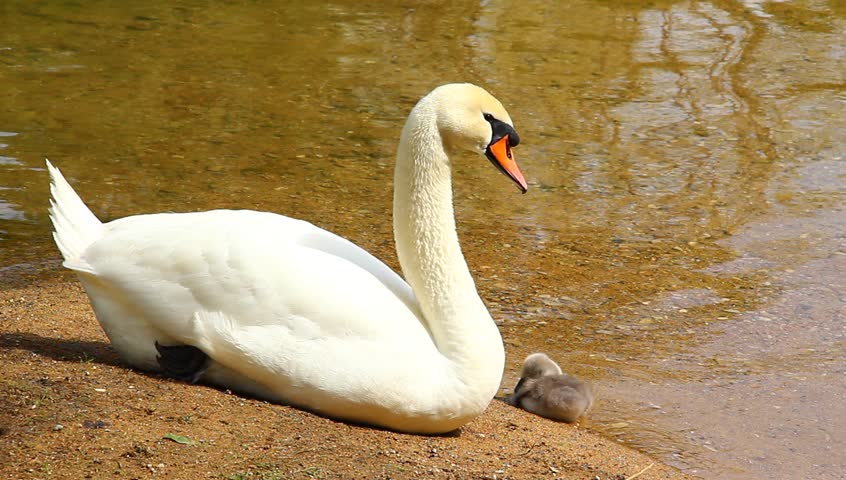 Young swan family on the coast of emerald river.