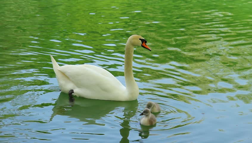 Young swan family on the coast of emerald river.