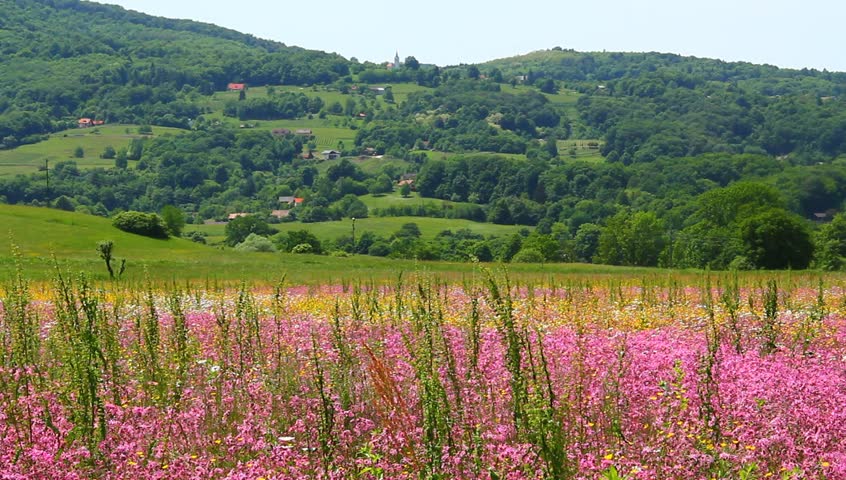 Pasture with colorful pink flowers.
