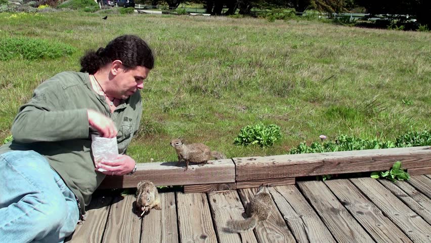 Guy feeding wild squirrels. Moonstone Beach, Cambria, California