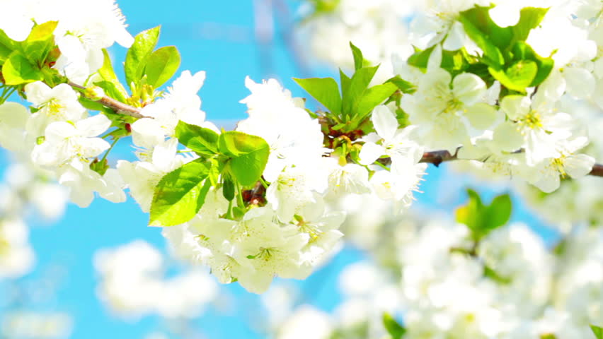 apricot flowers blooming in spring