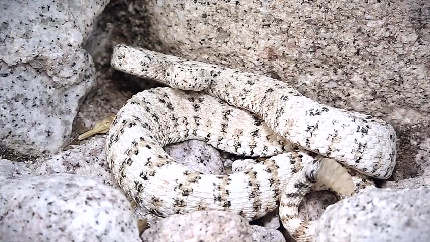 A rattlesnake rattles loudly and strikes. The WHITE Speckled Rattlesnake (Crotalus mitchelli pyrrus) exists only in a single restricted mountain range. Amazingly well-camouflaged in the white granite