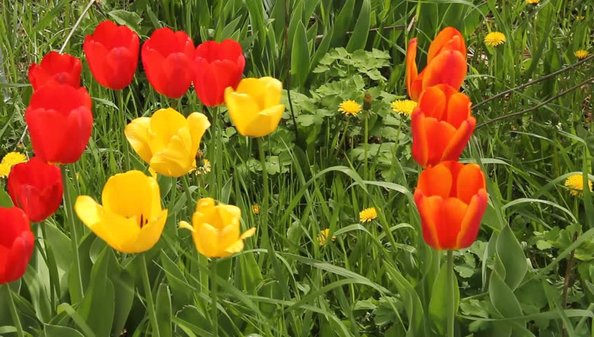 tulips and wildflowers blowing in the wind with songbirds singing in the background