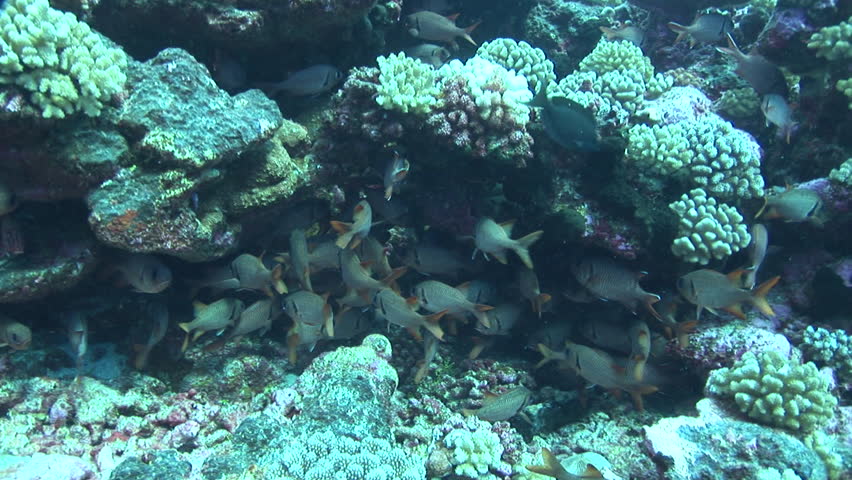 school of soldier fish