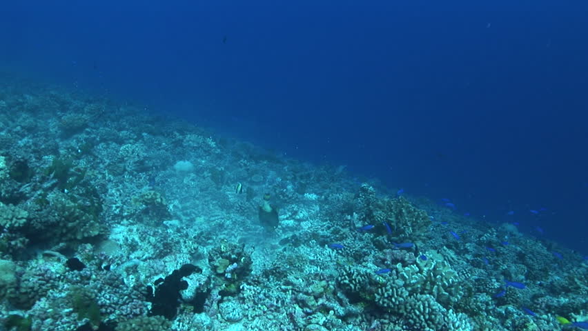 titan triggerfish moving rocks and corals