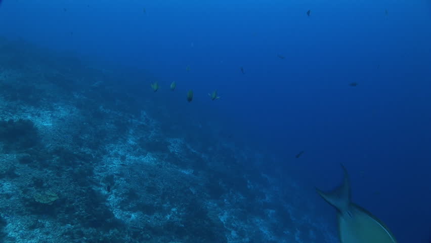 4 surgeon fish swim towards camera