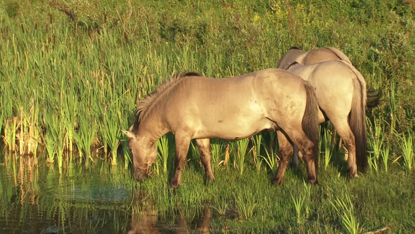 Konik horse stallions in wetland grazing at lakeside. The Konik is a small horse originating in Poland. Semi-wild herds of koniks can be seen in many nature reserves today.