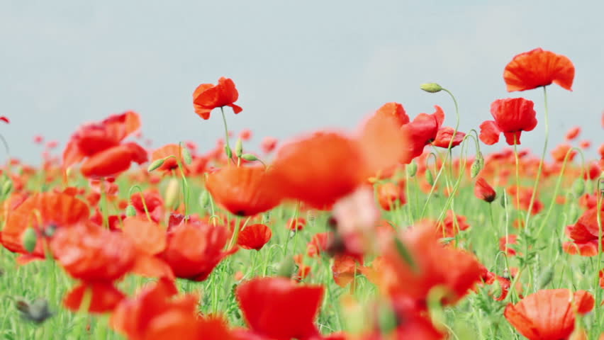 field of red poppies