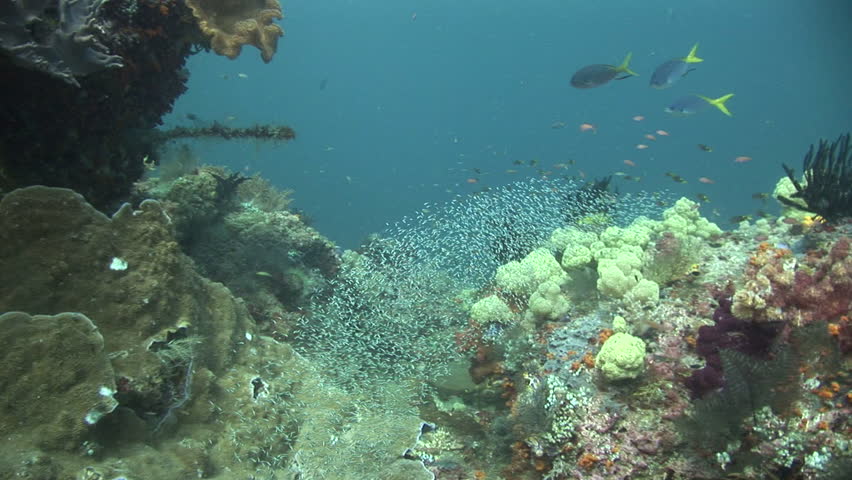 school of glassfish, camera travels towards