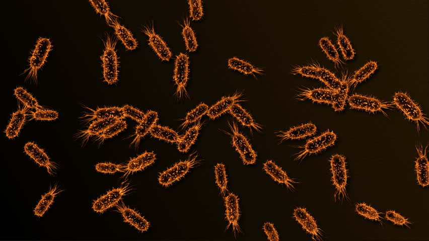 bacteria