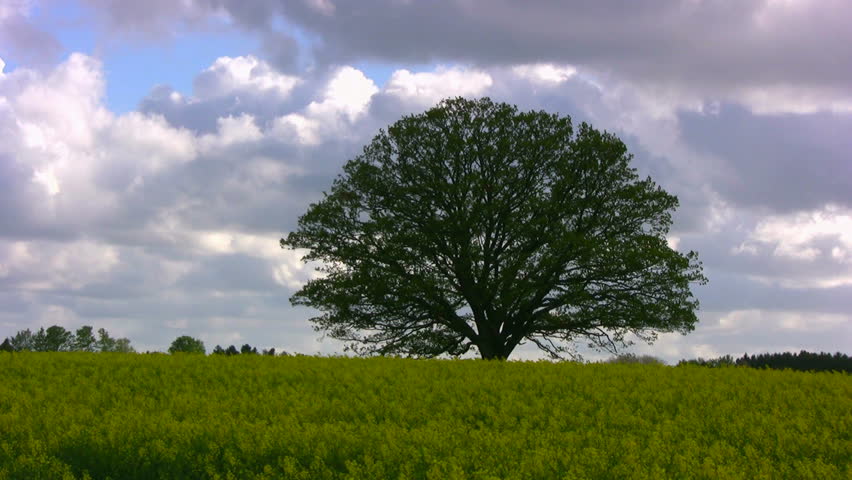 Time lapse of big, old oak tree on a blooming rape field against violent spring clouds on a stormy afternoon.