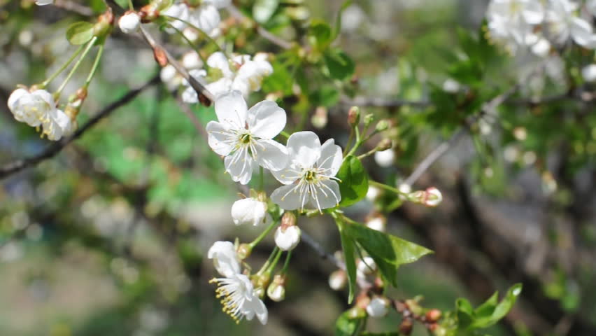 spring blossoming tree