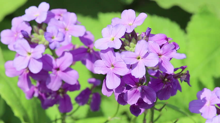 Violet flower on light breeze on green grass background on light wind. Close-up. HD 1080p.