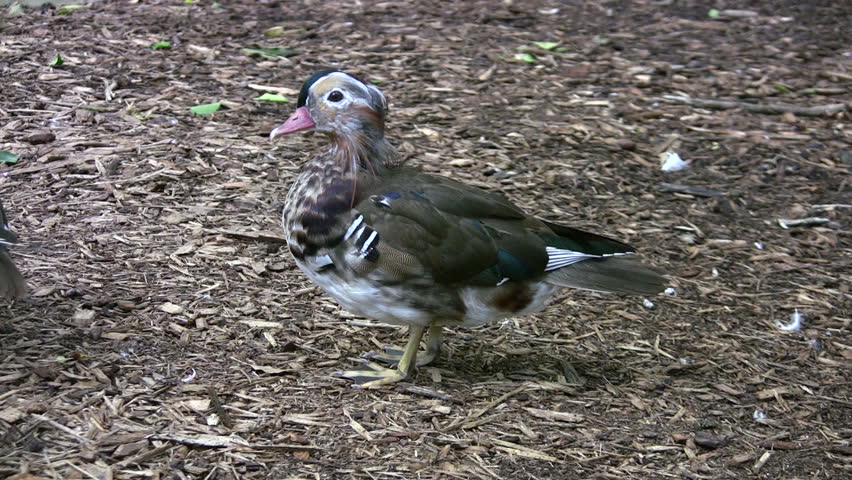 Video of Mandarin Duck in the Gladys Porter Zoo sanctuary in Brownsville TX. Very colorful feathers and markings. Wildlife and colorful birds. Don Despain of Rekindle Photo