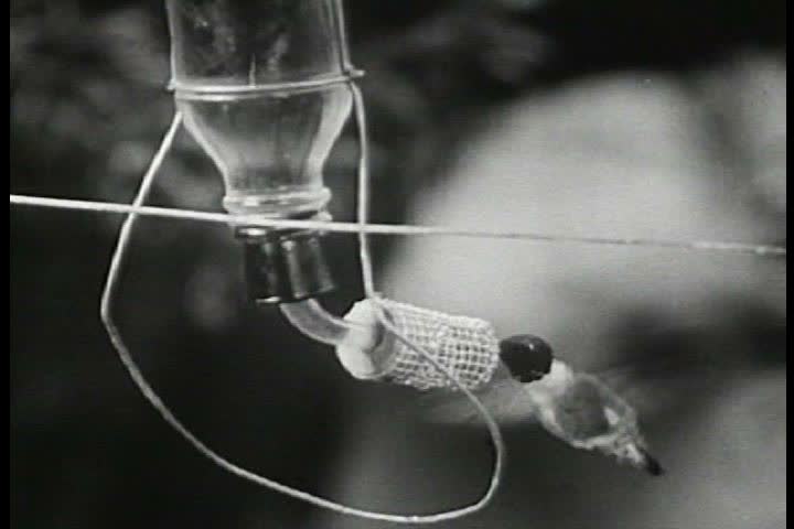 1950s - Newsreel report on a hummingbird sanctuary