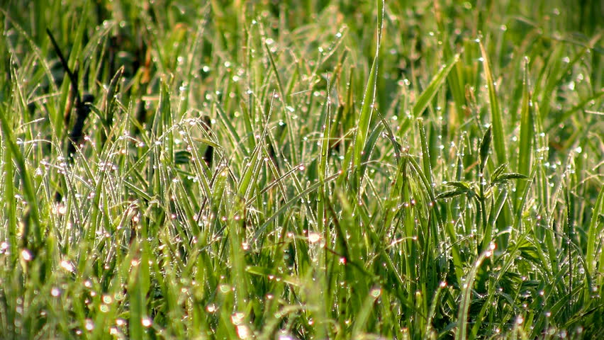 Early dew, green grass background
