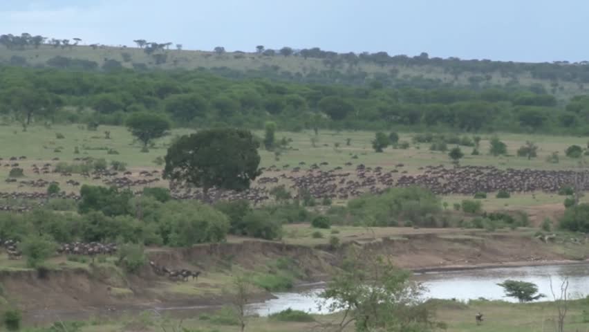 Wildebeest herd gathering for crossing the mara river