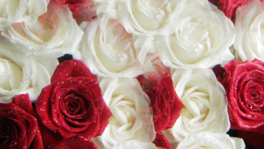 Roses background