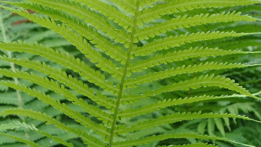 Fern