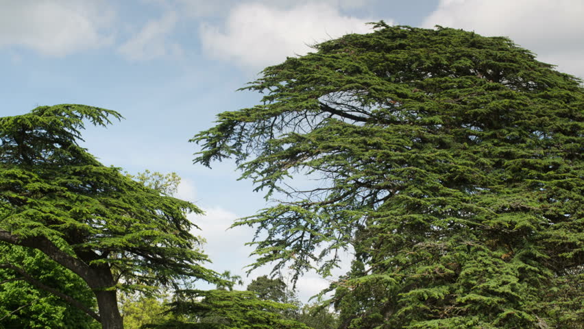 Timelapse of a beautiful tree in an english countryside meadow during summer.
