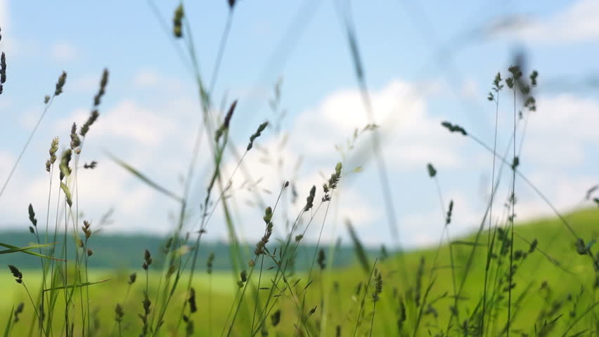 The tall grass swaying in the wind