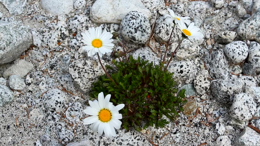 Beautiful daisy flowers natural background