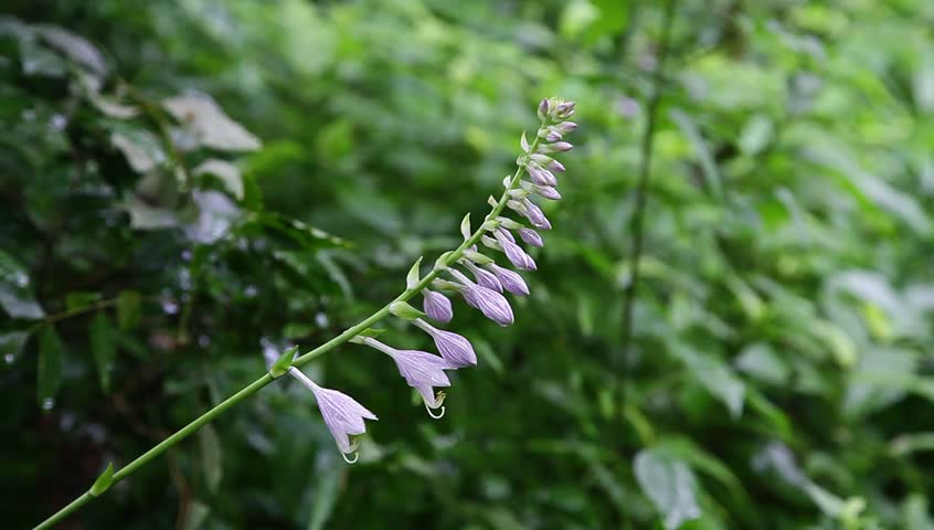 Header of Alpinia