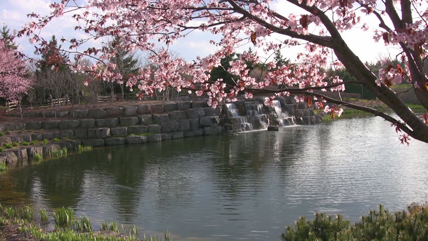 Cherry blossoms rustling in the trees in the late afternoon, with a small man-made pond with waterfall in the background.