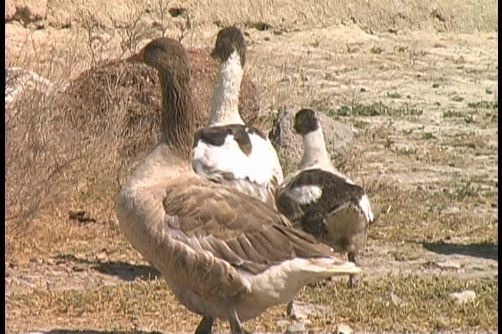 A flock of geese