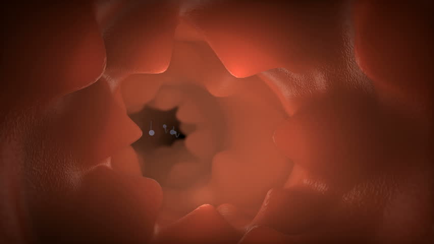 Group of sperms race in competition to reach an egg.