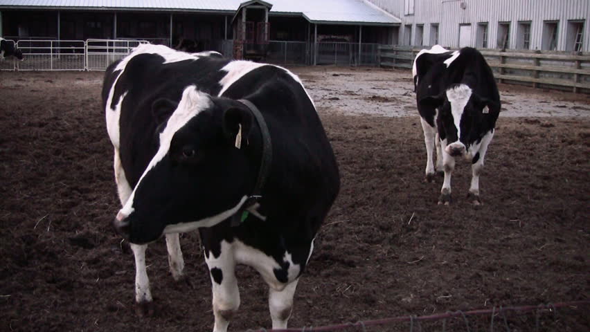 Two cows standing in a pen, and one of the cows runs the other out of the scene.