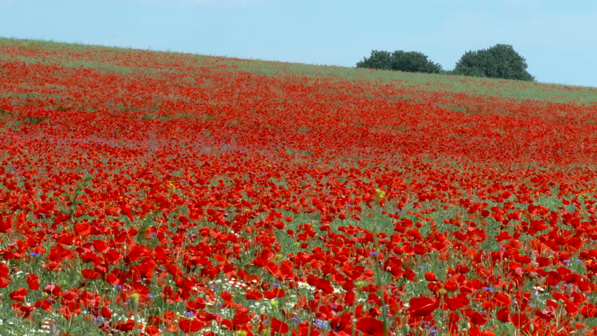 poppy field with shadows