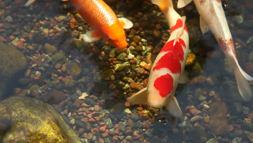 Koi Fish Feeding in a Pond