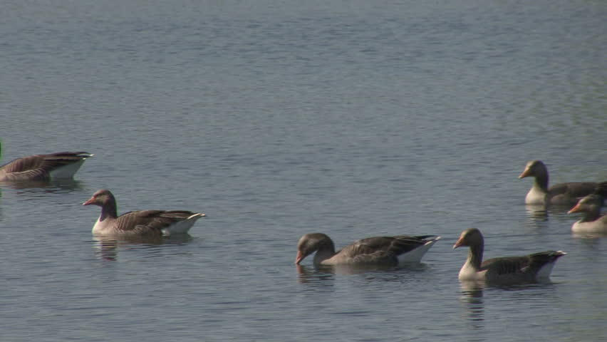 A group of Greylag Geese swim on a lake. HD.