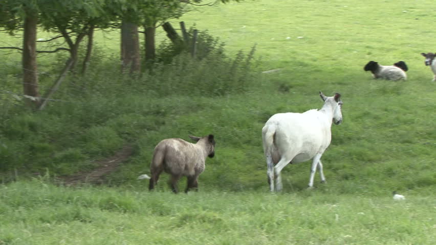 Ewe and her lamb walk away from the camera. HD.