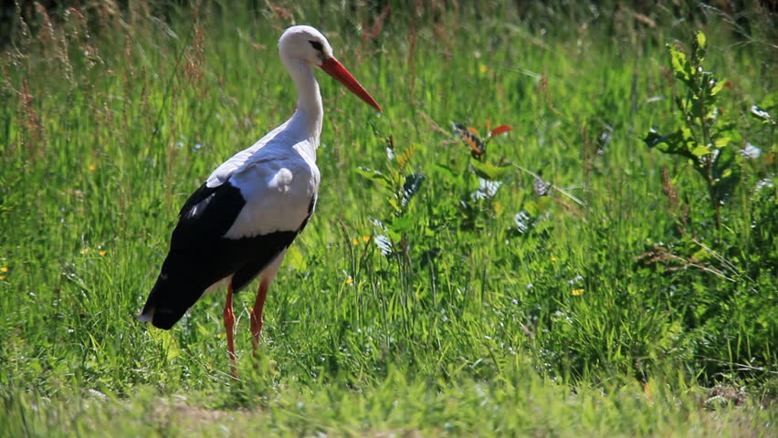 stork