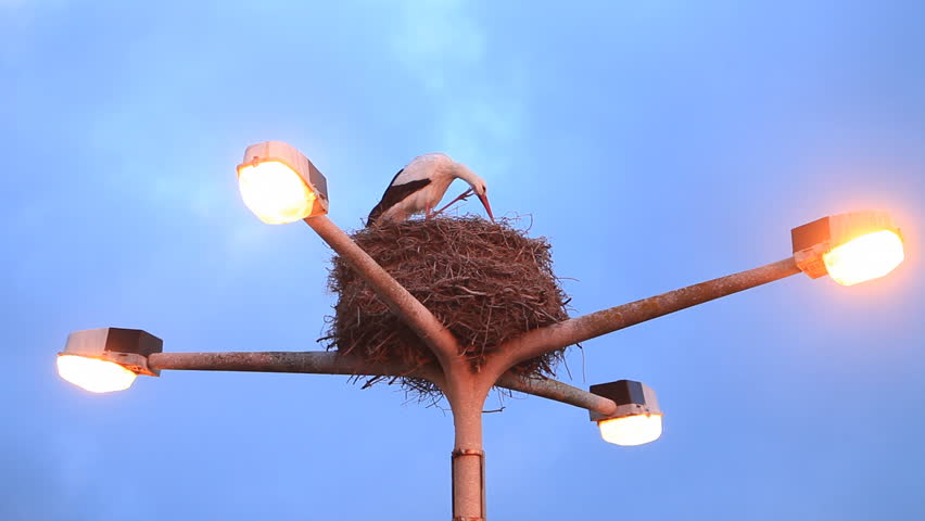 Stork 