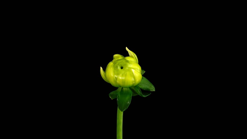 Time-lapse blooming white dahlia 1 isolated on black 