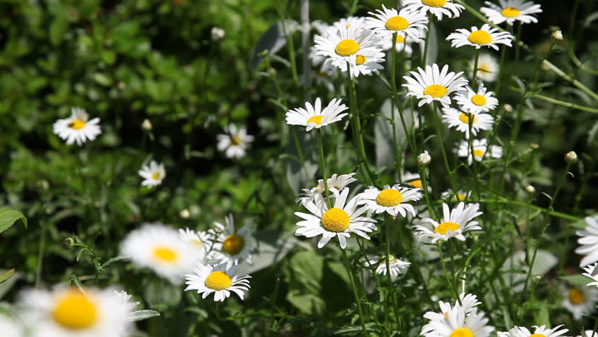 Daisies blowing in the breeze