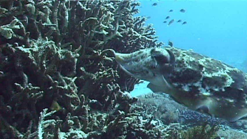 Common cuttlefish