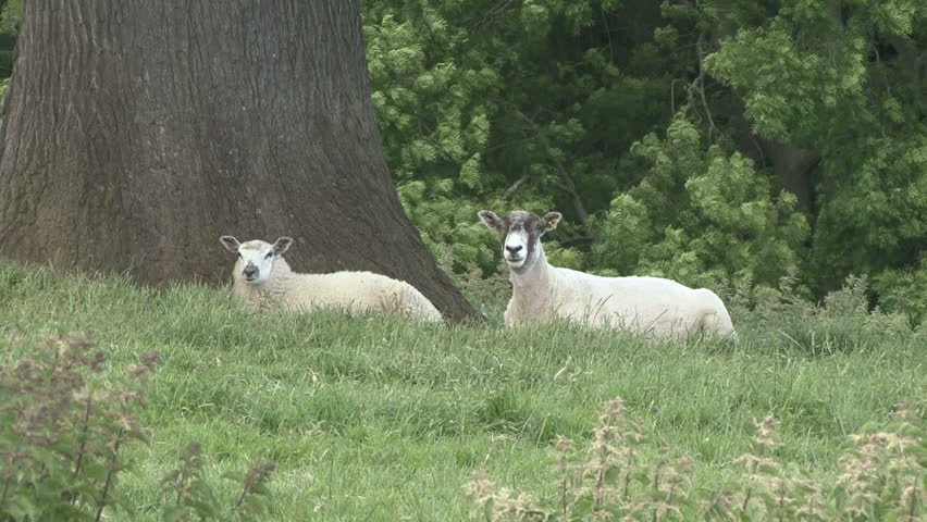 Ewe and her lamb rest & chew cud. HD.