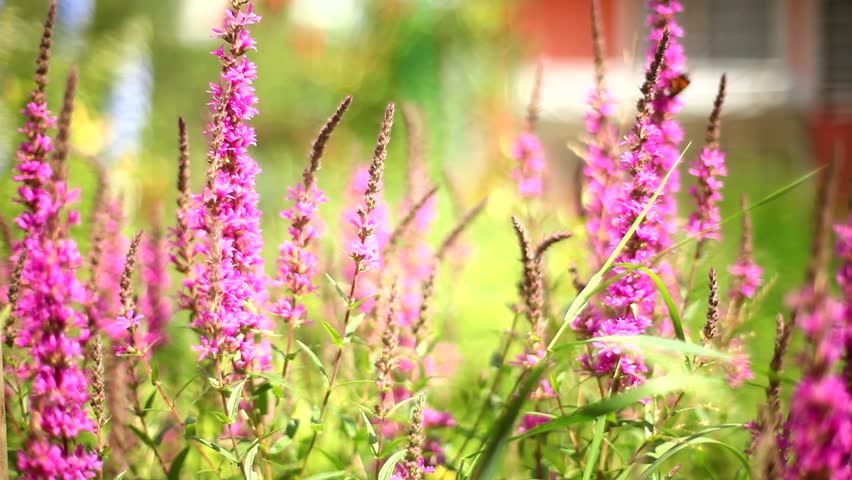 butterflies pollinate flowers