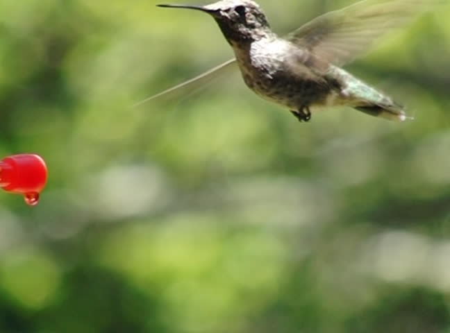 High Speed Camera : Hummingbird 11 Look cam 1050fps