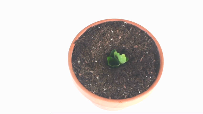 1920x1080 Four leaves pop out of soil.   