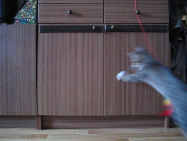 Cat is playing with the toy on the rope